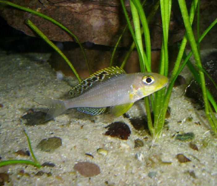 Xenotilapia sp. 'papilio sunflower' Isanga Bay